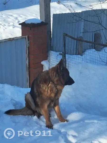 Пропал собака, мужской, Озёрная улица, 4, Лосино-Петровский - немецкая овчарка - photo