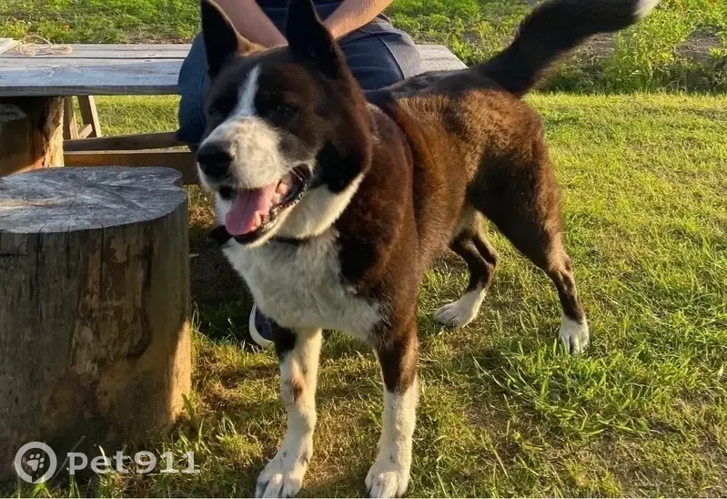 Пропал собака, Рождество, Тверская область - черно-белый окрас, метис Акита-ину - photo