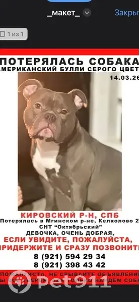 Пропала собака, 10-я линия, 124, Мгинское - серая с белой грудью - photo