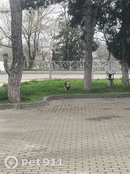 Найдена собака, улица Карасунская Набережная, Краснодар - рыже-коричневая с черной спинкой - photo