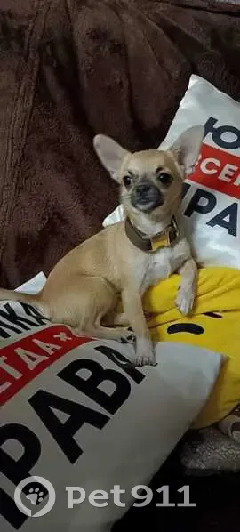 Пропал собака, улица 8 Марта, 1Г, Белгород - рыжий с белыми пятнами - photo