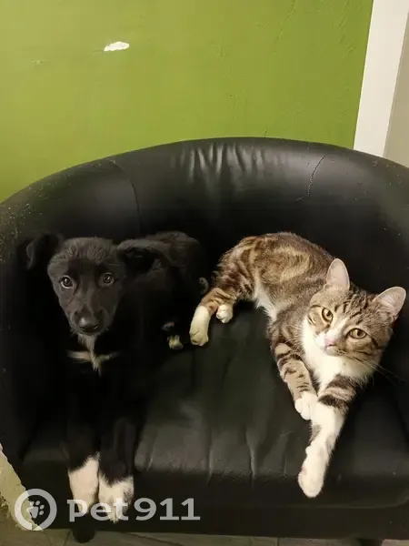 Пропала кошка, улица Гагарина, 172/1, Яблоновский - пятнисты серо-черный с белым - photo