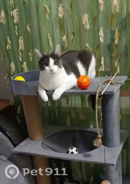 Пропала кошка, улица Кривошеина, 13, Воронеж - серо-белая мордочка, белые лапки - photo