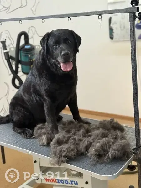 Пропал собака, улица Тимирязева, 81А, Безенчук - черный окрас, кличка Султан - photo