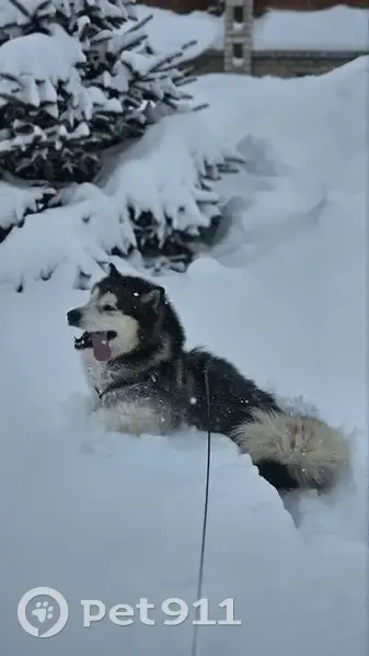 Пропал собака, улица Гоголя, 8, Чистополь - активный и дружелюбный - photo