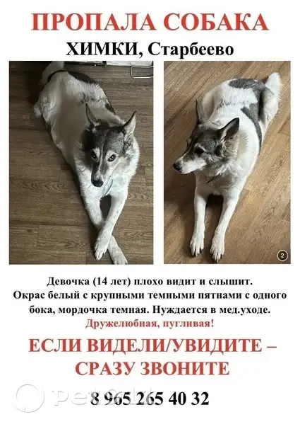 Пропала собака, женский пол, проспект Мира, Химки - старенькая, плохо видит и слышит - photo
