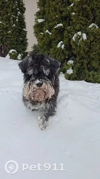 Пропал собака, Орловское шоссе, 63, Тула - подстрижен коротко, хвостик сломан - photo