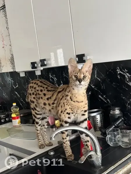 Пропал сервал Яша, мужской, Элистинская улица, 14, Элиста - photo