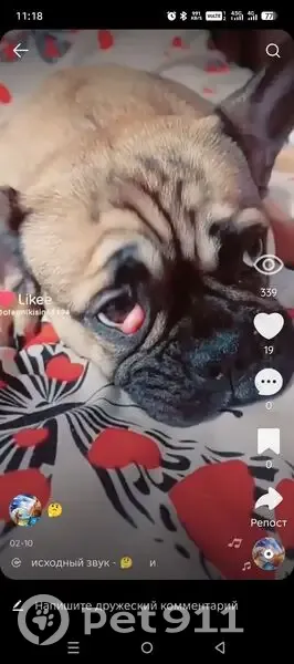 Пропала собака, Хотьково, Московская область - зовут Мотя, в правом глазу третье века - photo