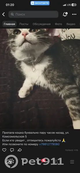 Пропала кошка, Подпорожье, Ленинградская область - ушла через окно - photo