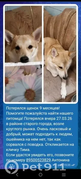 Пропал собака, 1, Ангарск - щенок 9 месяцев, рыжий, зовут Тима - photo