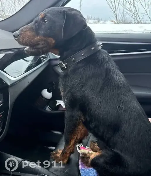 Пропал собака, мужской, 46Н-03743, 11, Голиково - photo