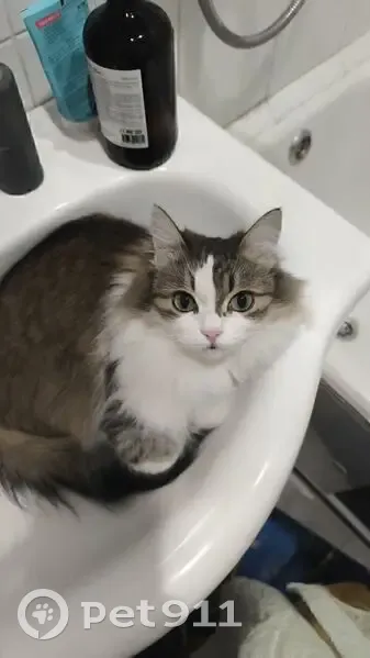 Пропала кошка, улица Тулака, Волгоград - зелёные глаза, разноцветный окрас - photo