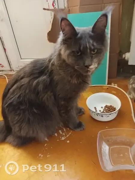 Найдена кошка, улица Циолковского, 20, Воронеж - сидела около корма - photo