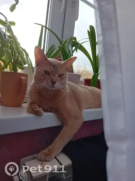 Пропала кошка, улица Цветкова, 21, Донецк - абиссинская порода, песочного цвета - photo