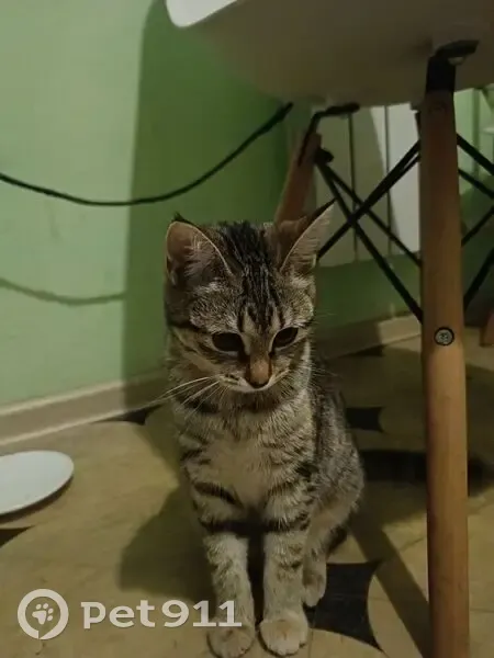 Пропала кошка, Волгоградская улица, 49, Екатеринбург - откликается на имя Ася - photo