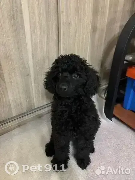 Пропала собака, улица Сергея Семёнова, 10, Барнаул - photo