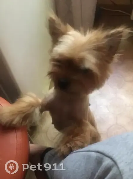 Пропала собака, женский пол, Озёрское шоссе, 34, Коломна - метиска река и шпица - photo