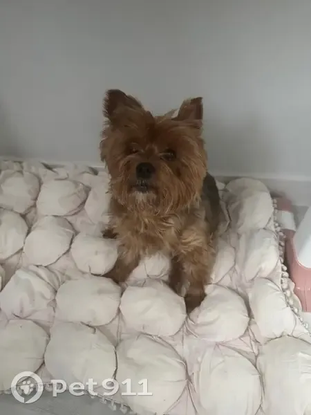 Пропала собака, Солнечная улица, Барсуки - йоркширский терьер, 15 лет - photo