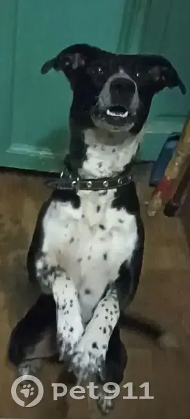 Пропала собака, улица Марии Максаковой, 71, Астрахань - чёрно-белая с белым кончиком хвоста - photo