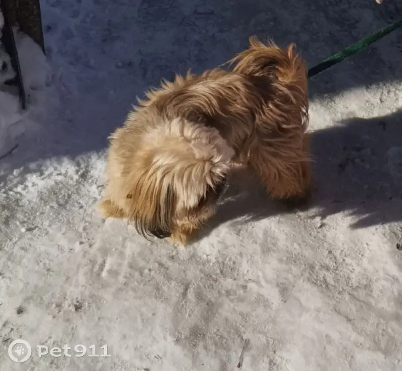 Пропал собака, улица Тюленина, 40, Белорецк - рыжий лохматый шт-тцу по имени Ричард - photo
