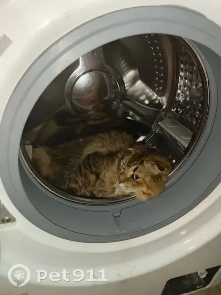 Пропал вислоухий кот, Хвалынская улица, 115, Волгоград - пушистый с писклявым мяуканьем - photo