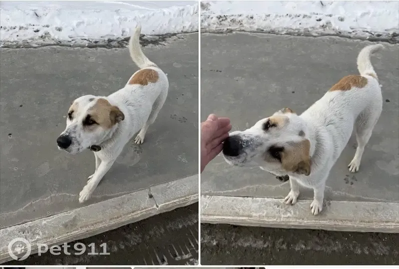 Пропал собака, мужской, Ново-Садовая улица, Самара - в брезентовом ошейнике с синим адресником - photo