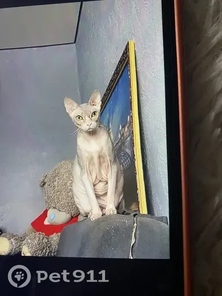 Пропала кошка, улица Ленина, 17А, Первоуральск - серый окрас - photo