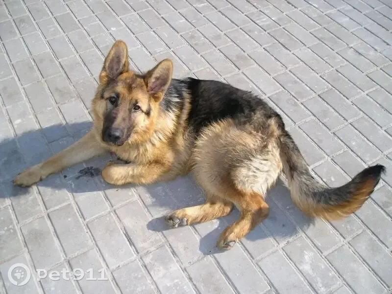 Пропала собака, Зелёная улица, 170, Краснодар - чепрачный окрас, возраст 3 года - photo