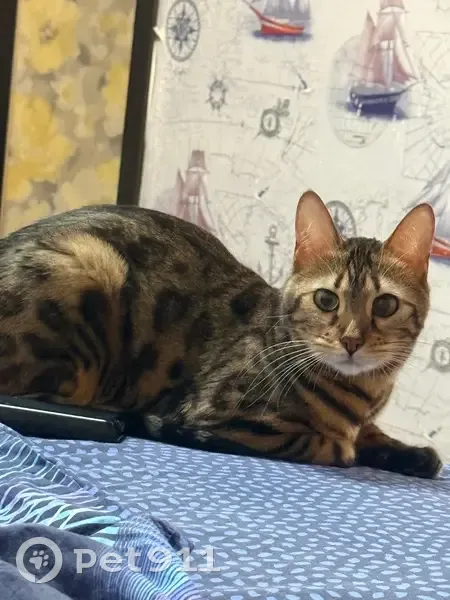 Пропала кошка, Сосновая улица, 5, Кирово-Чепецк - один глаз темнее - photo