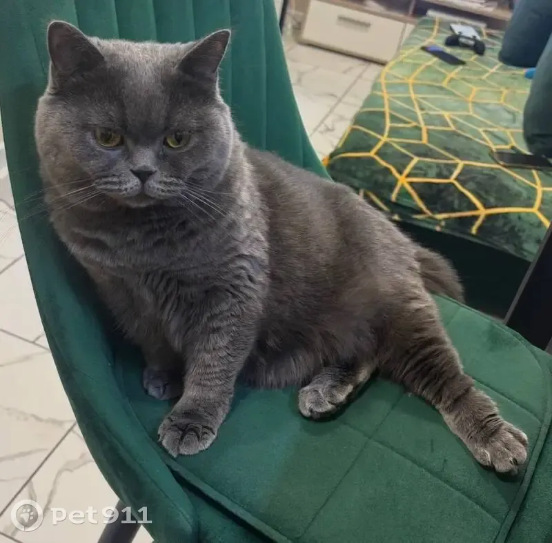 Пропала кошка, улица Яблочкова, 29, Пермь - откликается на Снежу - photo