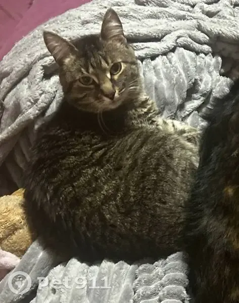 Пропала кошка, 1-я Вольская улица, Некрасовка, Москва - серая с зелеными глазами - photo