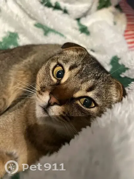 Пропала кошка, Геленджикский проспект, 138, Геленджик - вислоухий, кастрирован - photo