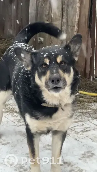 Пропал собака, мужской, Старое Синдрово, Мордовия - жёлтый ошейник с железными стразами - photo