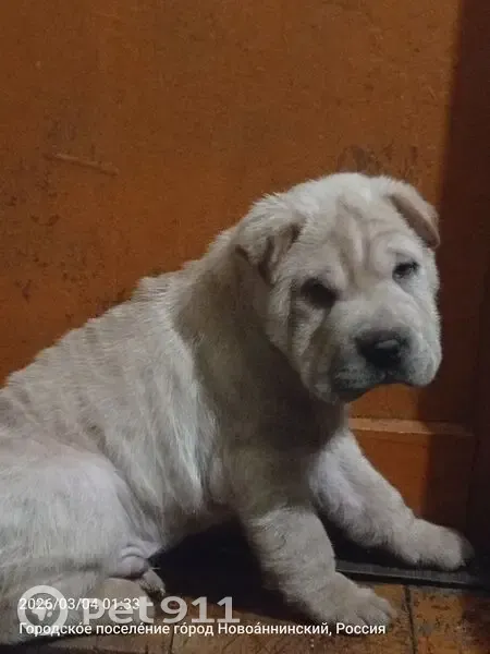 Пропал собака, молочный окрас шерсти, Интернациональный переулок, 9, Новоаннинский - photo