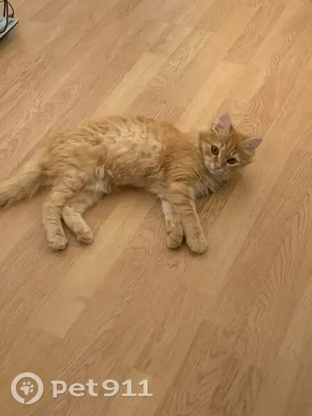 Пропал кот, Хрустальная улица, 64А, Цибанобалка - рыжий и пушистый, откликается на 