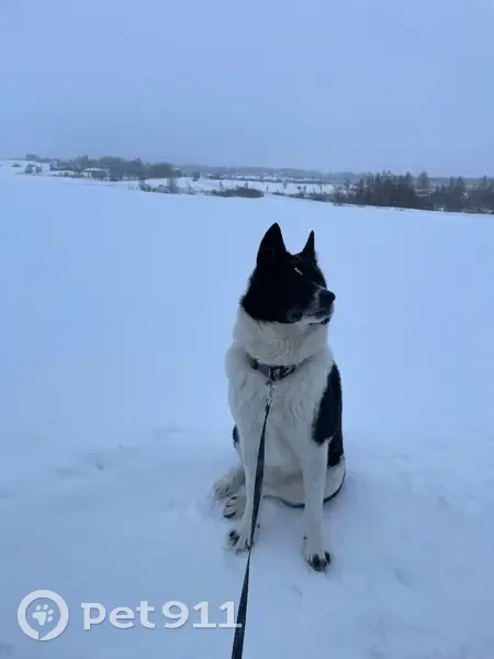 Пропала собака, 66Н-0207, Туманово, Первитино - лайка черная с белым - photo