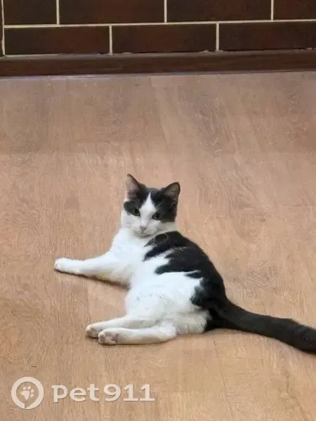 Пропала кошка, Соколовая улица, 247, Саратов - белая с серой спиной, откликается на имя Вася - photo