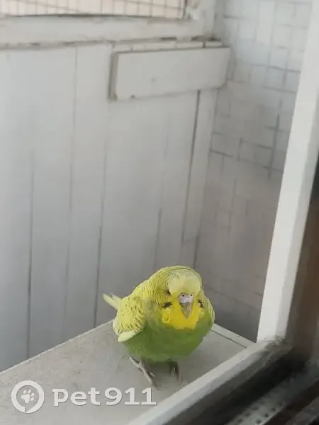 Найдена птица, проспект Культуры, 25 к3, Санкт-Петербург - ручная и разговорчивая - photo