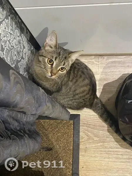 Пропал кот, Балашов, Саратовская область - откликается на кличку Тайсон - photo