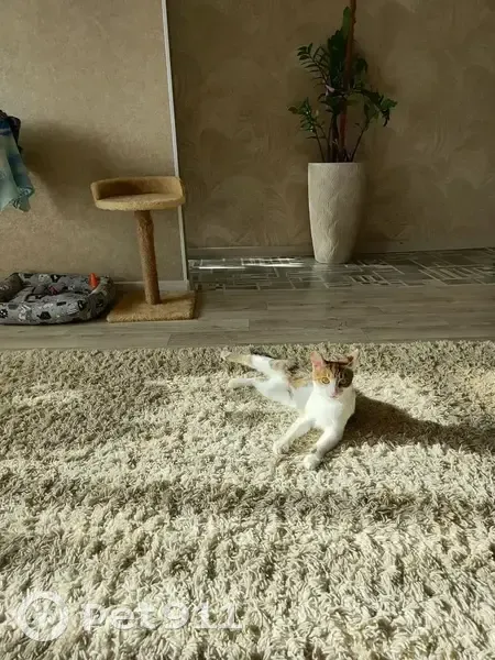 Пропала кошка, проспект Ленина, 28, Стерлитамак - трехцветная, пугливая - photo