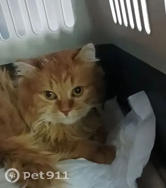 Пропал кот, Полярная улица, Балашов - темно-рыжий лохматый - photo