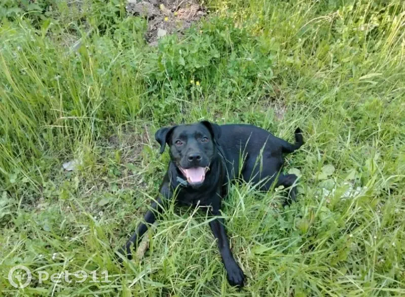 Пропала собака, Уфимское шоссе, 24/1, Уфа - женская, ошейник цепочка - photo