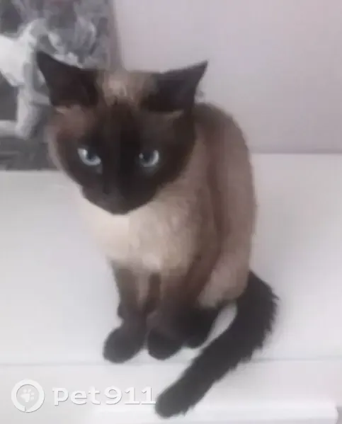 Пропала кошка, Кировская область — остренькая мордочка - photo