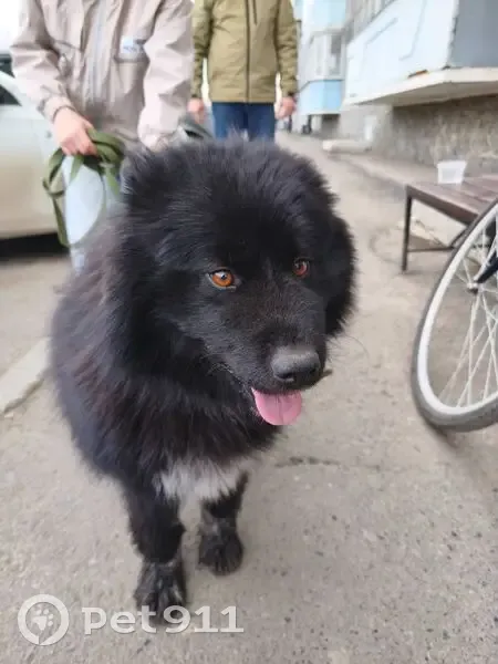 Найдена собака, девочка, Народная улица, 4/3, Тюмень - photo