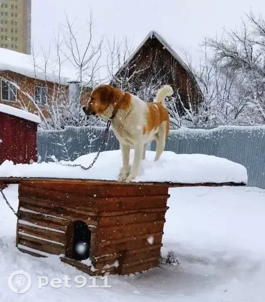 Пропала собака, улица Красина, 38/2, Уфа - бело-рыжий окрас, крупный пес - photo