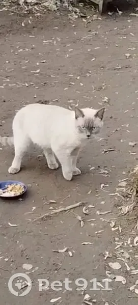 Найден кот, улица Жилгородок, 40, Балашиха - тайская порода, голубые глаза - photo