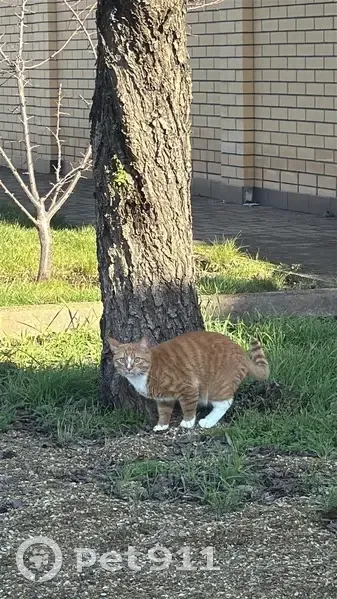 Пропал кот, улица Дзержинского, 163, Армавир - отзывается на «Баксик» - photo