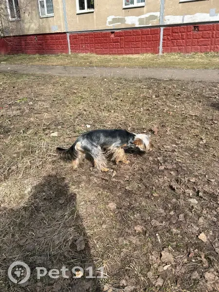 Пропала собака, улица Строкина, Нижний Новгород - photo