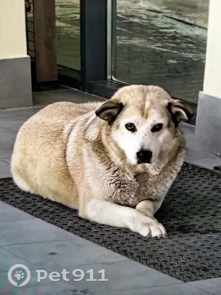 Пропала собака, «Крым», Щёкино - крупная, похожа на маламута - photo